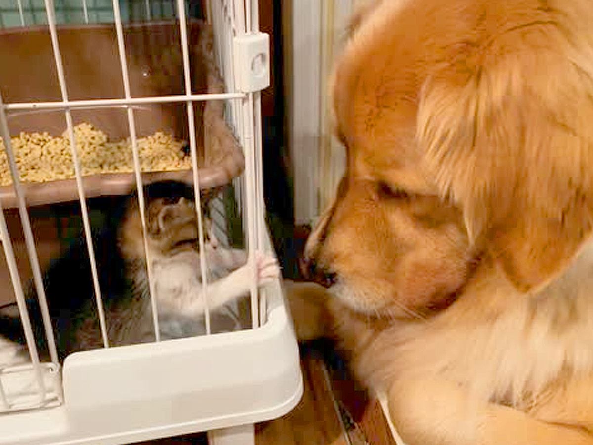 ケージに入ってる『保護した子猫』→大型犬が近くで…思わず笑顔になる『平和すぎるやり取り』が14万再生「なんて優しいの」「大物の予感」