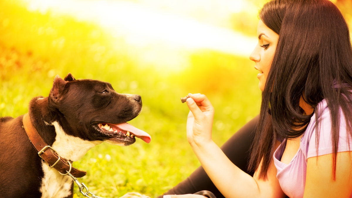 犬にとってオヤツは「ただ貰えるより、何かをやり遂げた時に貰える」方が喜ぶ！