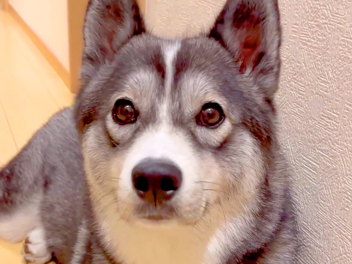 大型犬に『パパが１週間ぶりに帰ってくるよ』と伝えた結果→玄関から動かなくなり…あまりにも尊い『おかえりなさいの光景』に「可愛すぎ」と反響