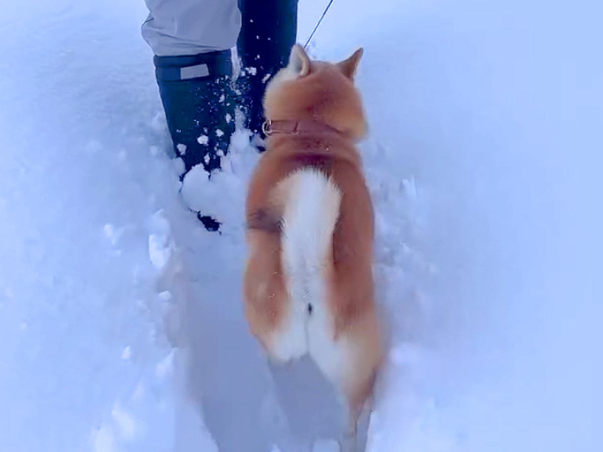 大雪の日、散歩中に『前を歩きたい』と文句を言っていた犬が…『想定外の結末』が可愛すぎると97万再生「期待裏切らないｗ」「行きはヨイヨイ」