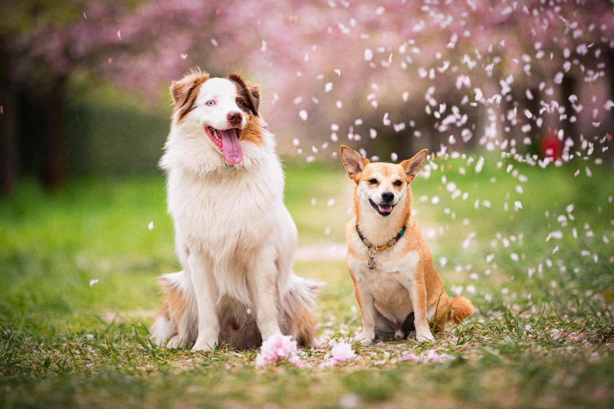 犬が春にかかりやすい病気3選！どんな予防が必要？