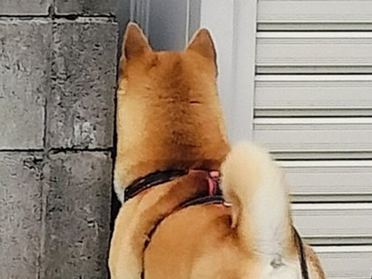 散歩中に野良猫を探す犬→『そこじゃない…』まるでお笑いのような『まさかの光景』にツッコミ殺到「あるあるｗ」「愛おしい」と1万いいね