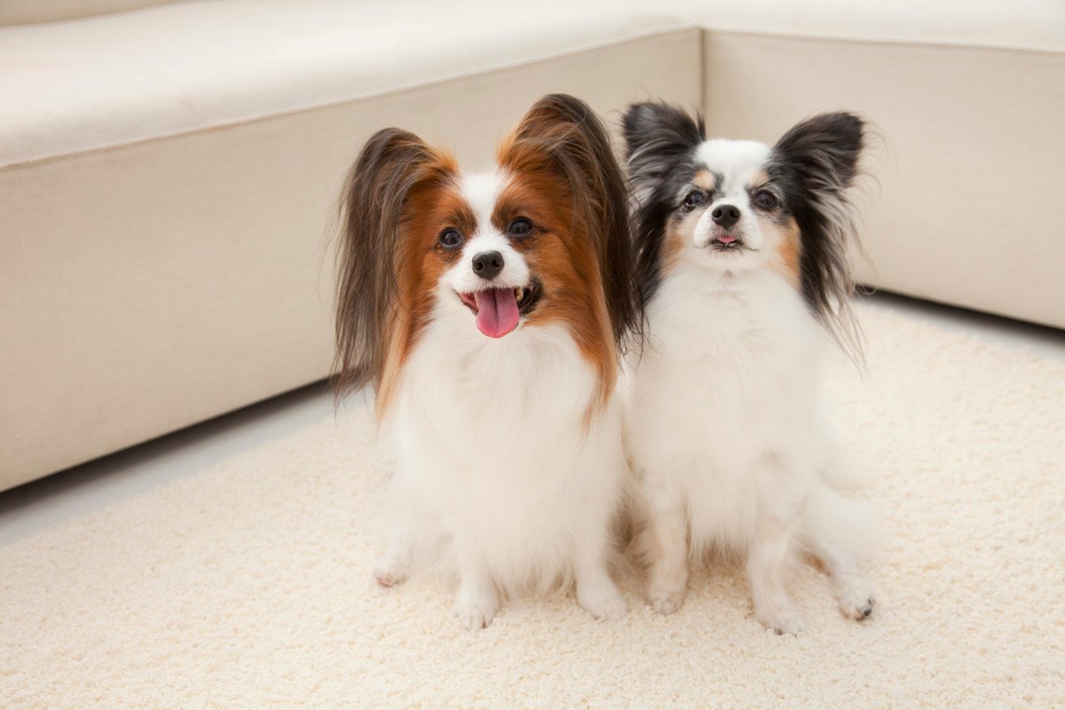 犬に教えておいたほうがいい『しつけ』3つ　ワンコと暮らす上で必ず知っておくべきコマンドとは？