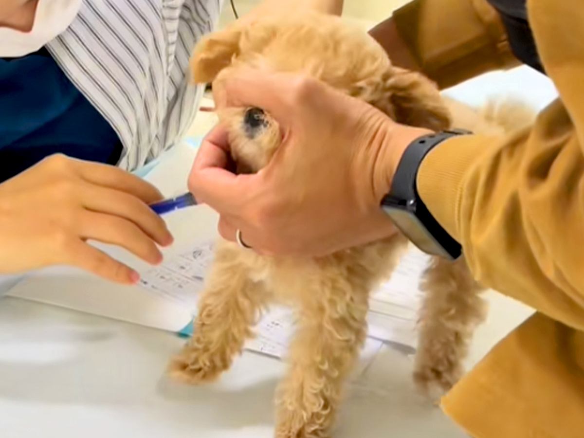 動物病院で『子犬が初めて注射を打った』結果…応援せざるを得ない『一生懸命に頑張る光景』が11万再生「本当にいい子」「小さいのにえらい」