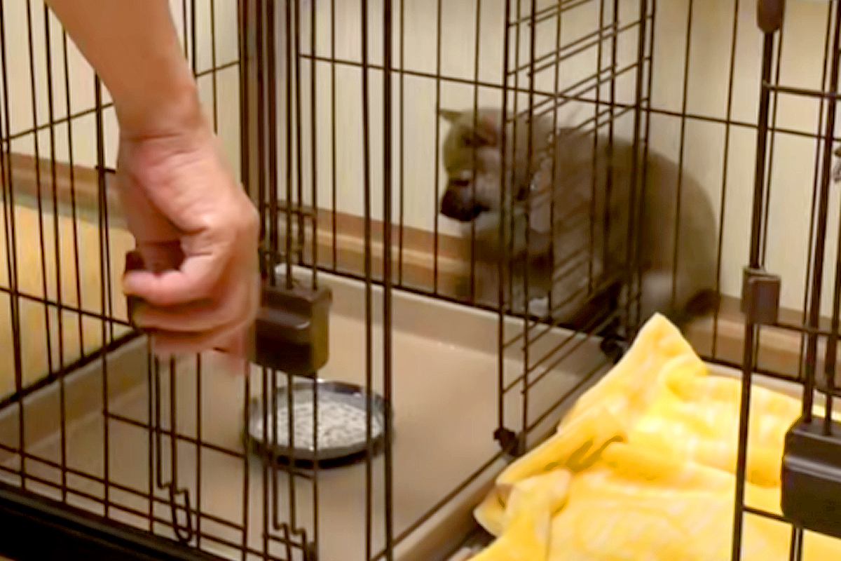 ご飯で大はしゃぎする子犬→ケージの中に器を入れたら…どんくさすぎる『まさかの行動』が54万再生「焦りすぎｗｗ」「おバカほどかわいい」