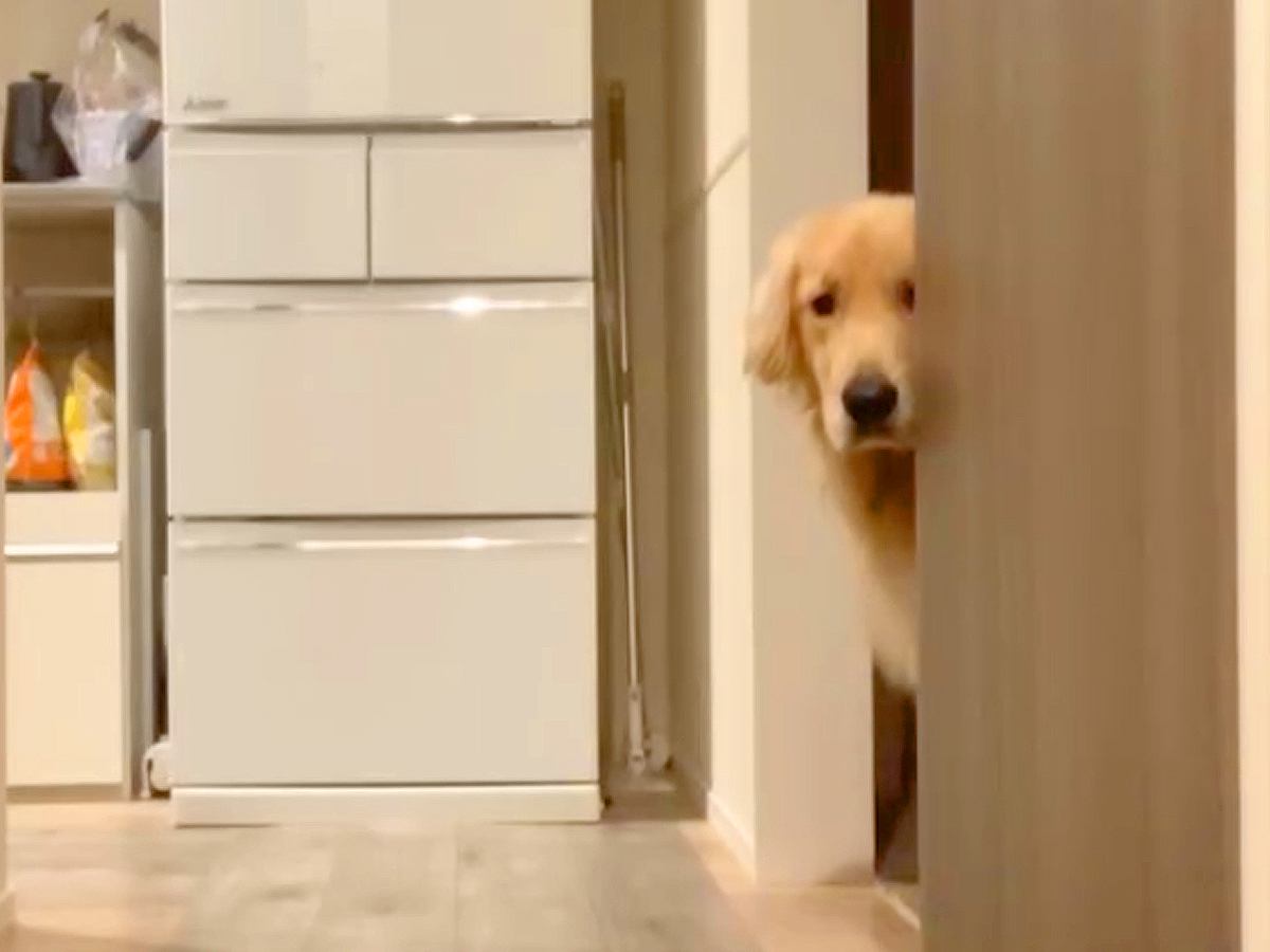 『シャワーあびてくるね』お風呂中に大型犬を隠し撮りしてみたら…思った以上に『健気すぎる行動』が64万再生「覗いてるの可愛すぎるｗ」