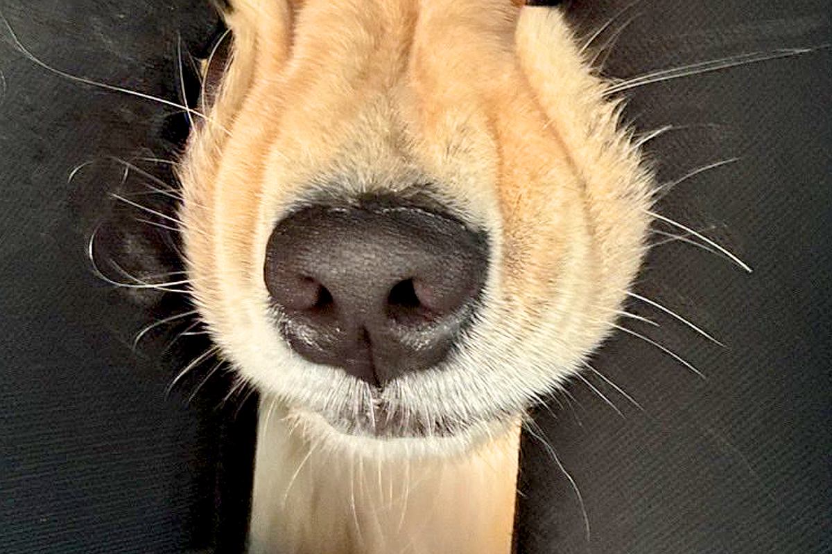 車で大型犬とお出かけ→ふと『後部座席』を見たら…もはや別の生物な『衝撃の表情』に1万いいね「やばかわいいｗ」「愛おしいでしかない」と絶賛