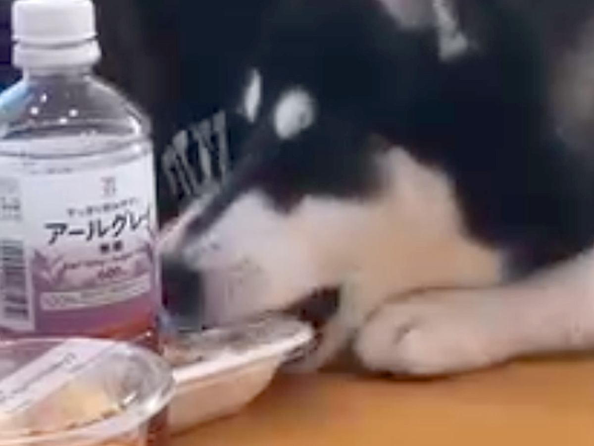 ママ友とランチしていたら、隣にいたハスキー犬が…大胆すぎる『お弁当強奪の犯行』が70万再生「立派な引ったくりで草」「カルビ弁当ｗ」と爆笑