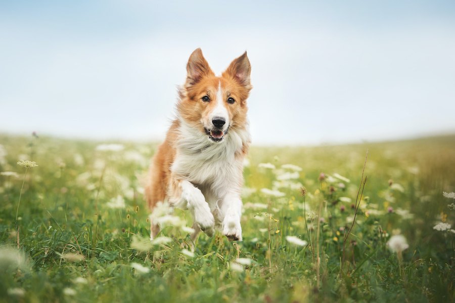 犬は『暑い季節』と『寒い季節』のどっちが過ごしやすいの？