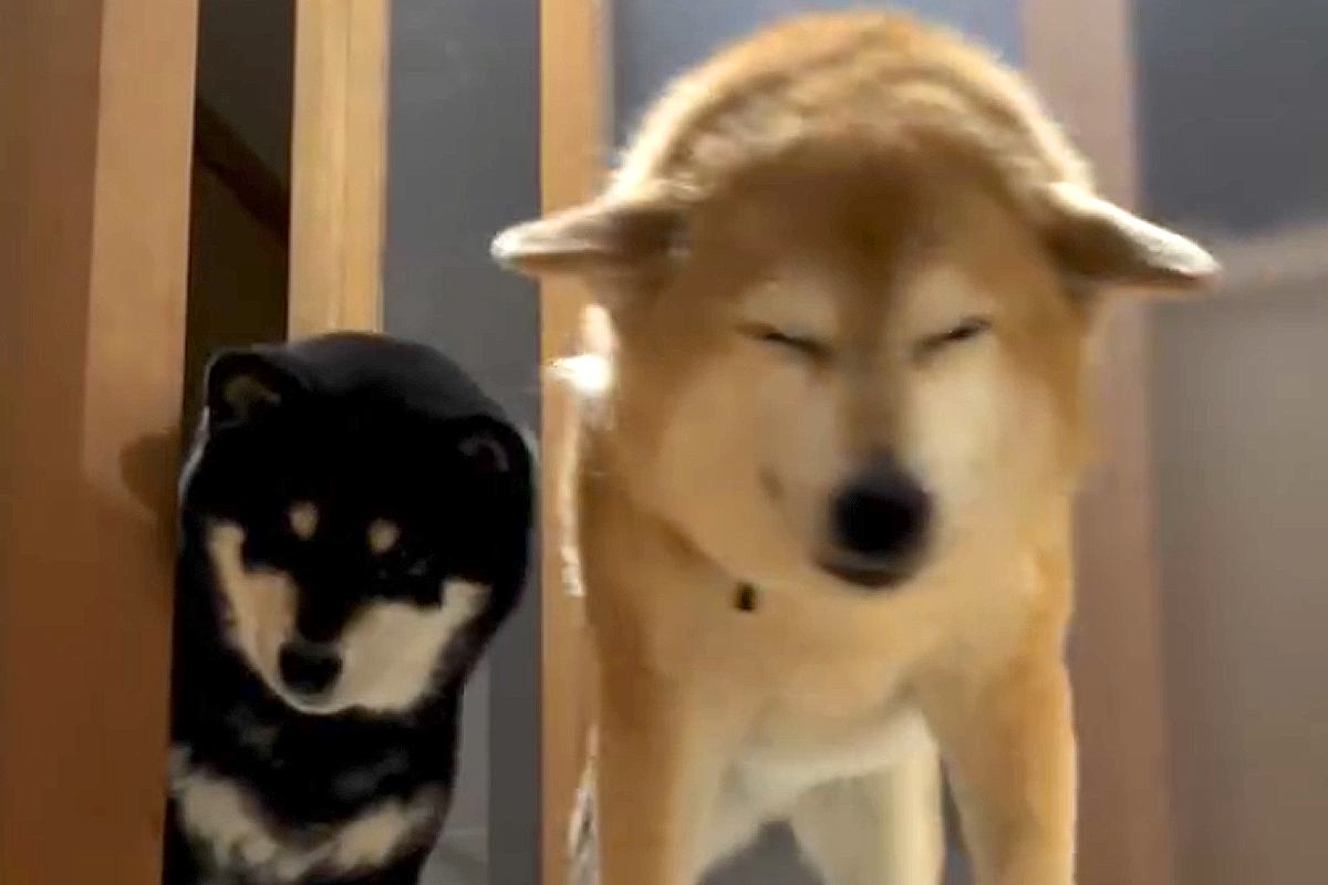 一週間の旅行から帰宅→『ただいま』と言うと、2匹の犬が…愛に溢れた『再会と歓迎』が22万再生「ドタドタ音が愛おしい」「耳可愛すぎる」