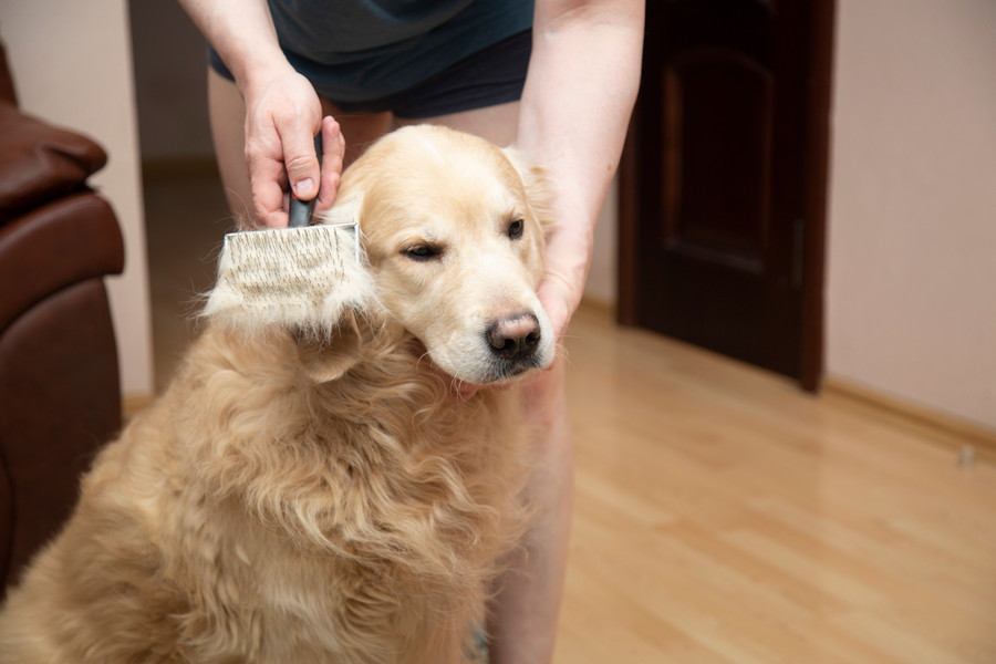 犬の『換毛期』にしてはいけない絶対NG行為5選　考えられるトラブルや適切なケアまで