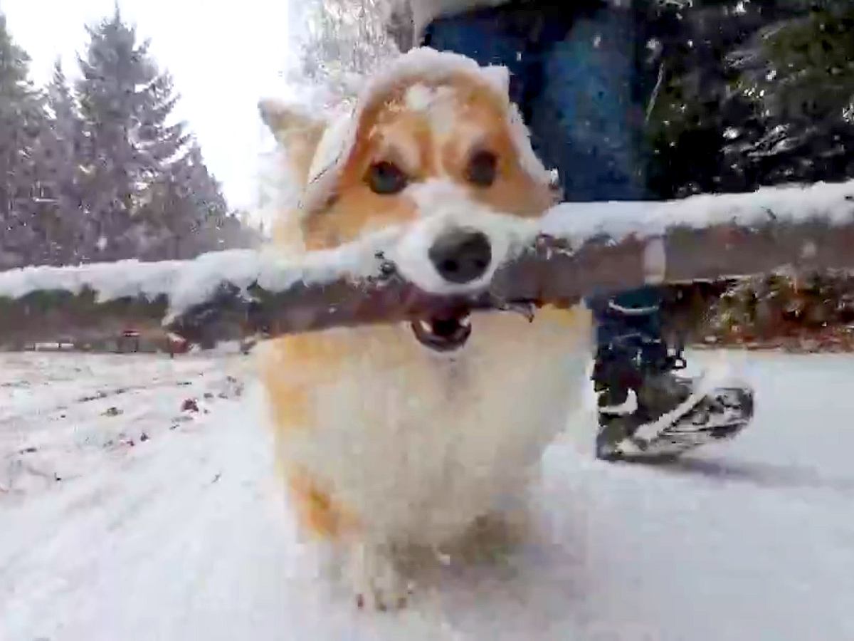 お散歩で『枝運び』をするのが大好きすぎる犬…まさかの『雪の中でも没頭する光景』が67万表示「職人すぎて草」「ストイックｗ」と絶賛の声