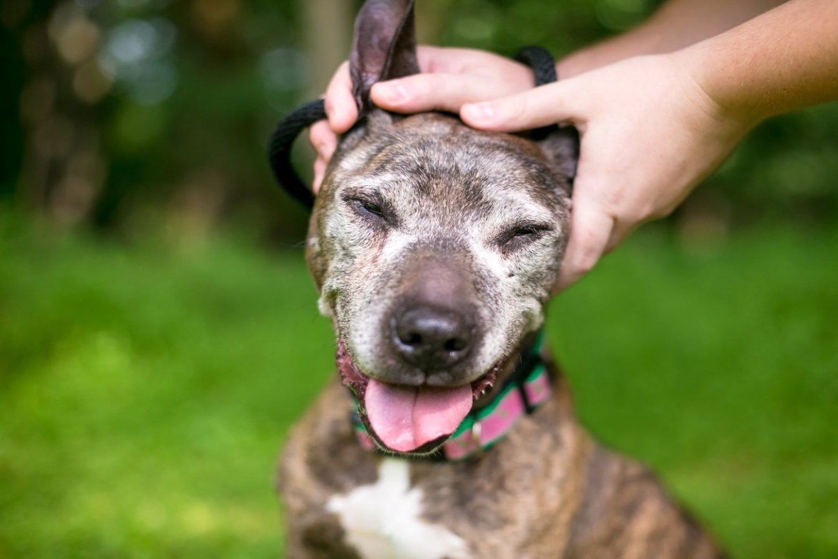 老犬を喜ばせるために飼い主ができる３つの行い　毎日してあげるべきことや注意点をご紹介