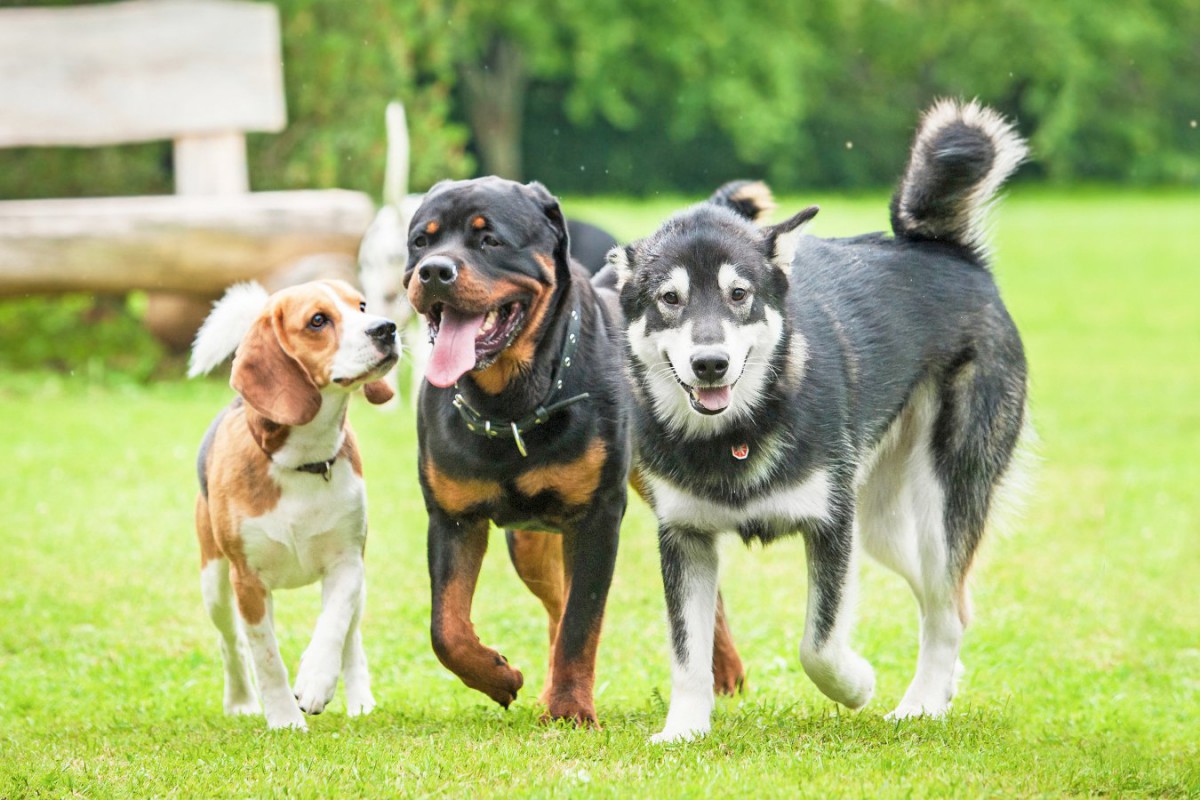 『ドッグラン』に行くべきではない犬の特徴7選