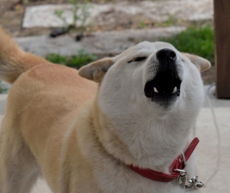 【獣医が教える】外出先での犬の無駄吠えをやめさせる方法！