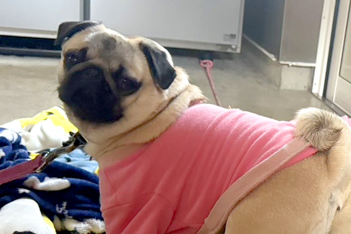 『座るところではないですよ』看板犬の様子を覗いた結果→見習い犬の『まさかの行動』にツッコミ殺到「顔ｗｗ可愛すぎる」「怒らないの優しい」