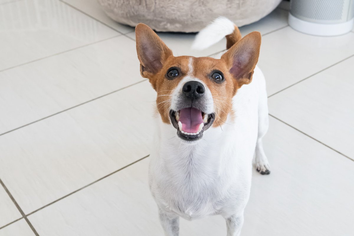 犬があなたを追いかける理由5選　逃げる飼い主に追いつこうとする心理に「かわいい」「捕まえられたい」