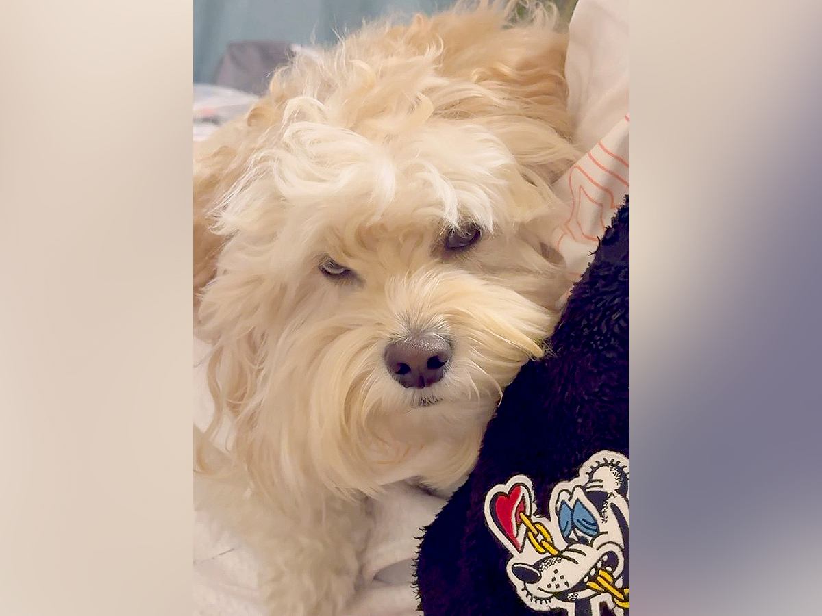 いつもパパに塩対応な犬→丸一日過ごした結果…仲良くなったかと思ったら『まさかの結末』に爆笑「真顔すぎて草」「ショック」と126万再生
