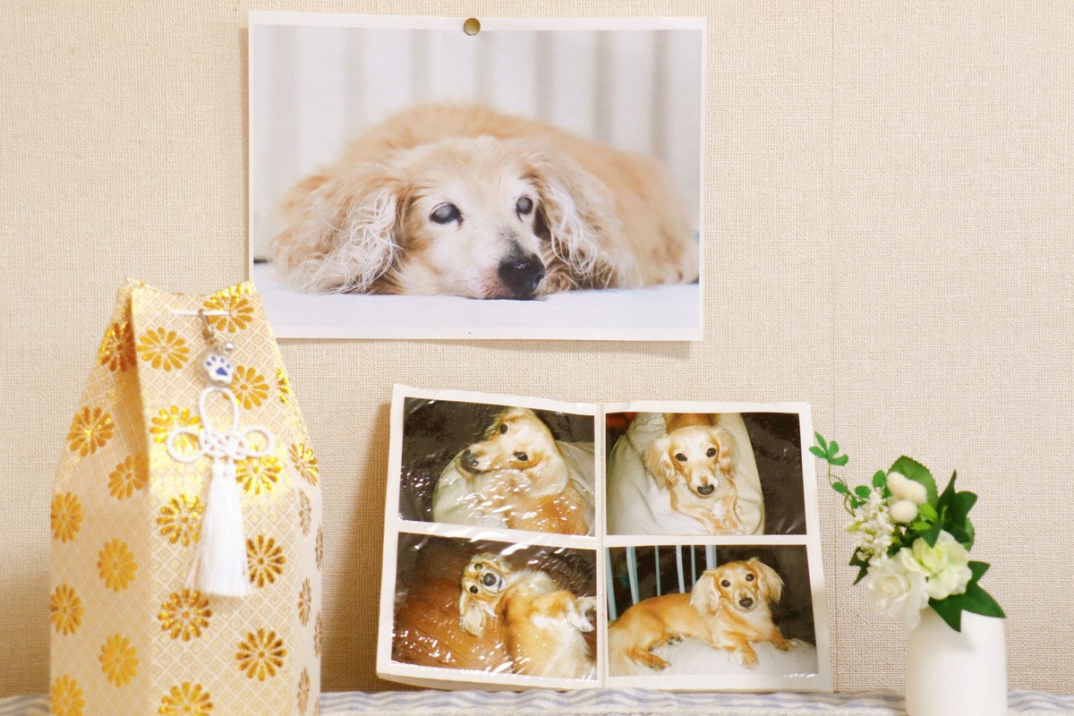 犬は「他の犬の死」を理解する？多頭飼いで亡くなった場合のケアとは？
