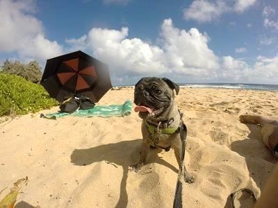 ウメとの～んびり! in Hawaii ～ハワイで人気のワンちゃんグッズ！編～