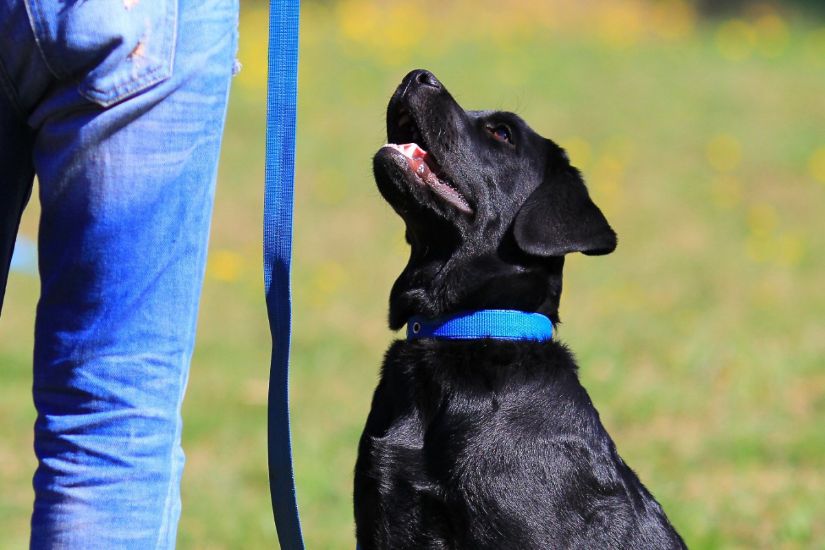 犬種で「記憶力」に違いがある？物覚えが速い犬種とは？実際に行った検証結果も紹介