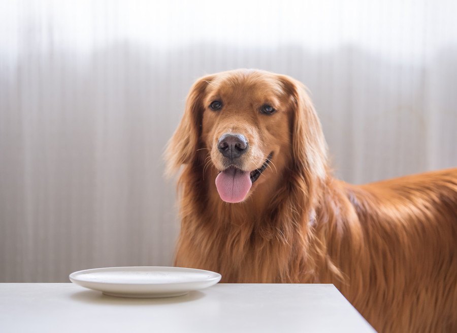 犬のご飯は毎日変えるべきではない？考えられる悪影響４つ