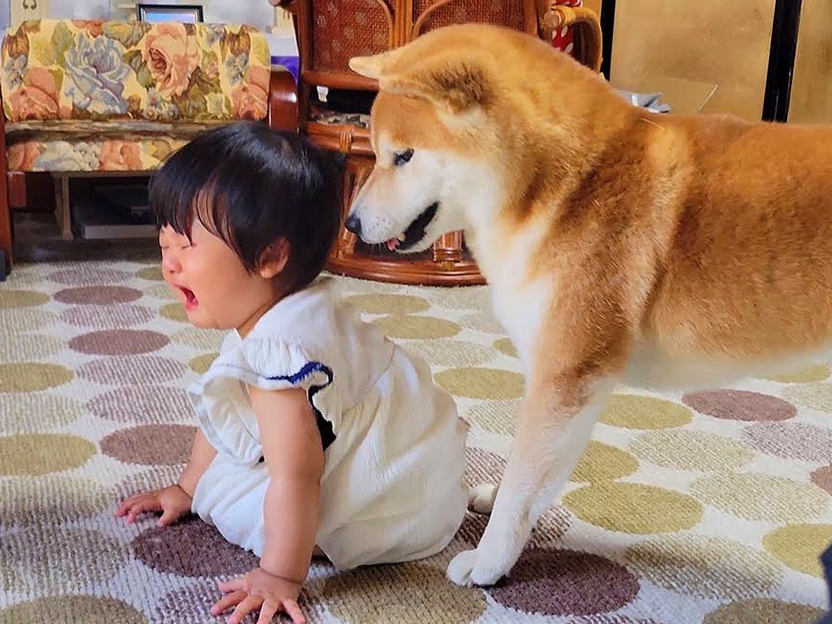 『また泣かせやがったな！』犬が号泣する赤ちゃんを見た結果…『まさかの行動』が優しすぎると71万再生「本当に健気」「無償の愛」と感動