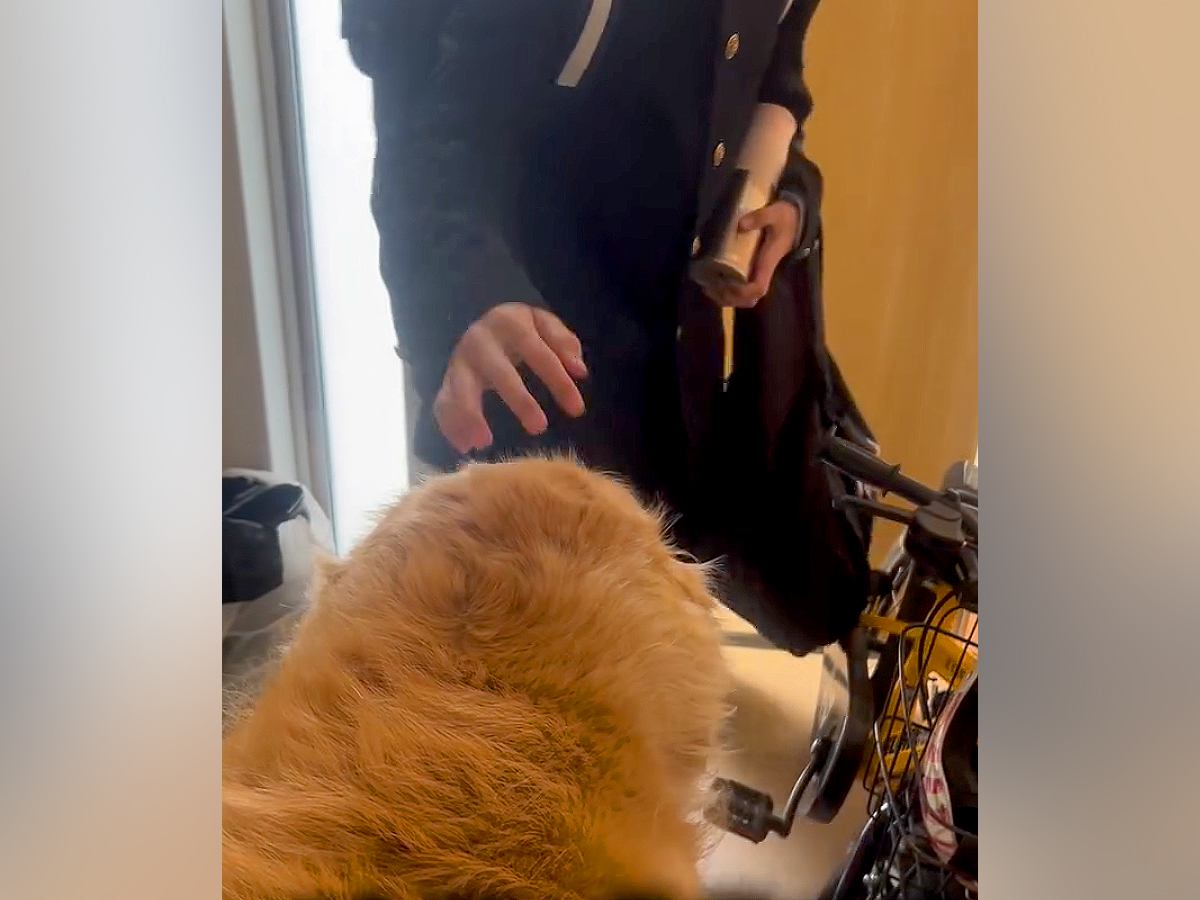 朝、家族全員の見送りをする大型犬→1人ずつテンションが下がって…今すぐ帰りたくなる『切ない光景』が175万再生「表情が愛おしい」と感動