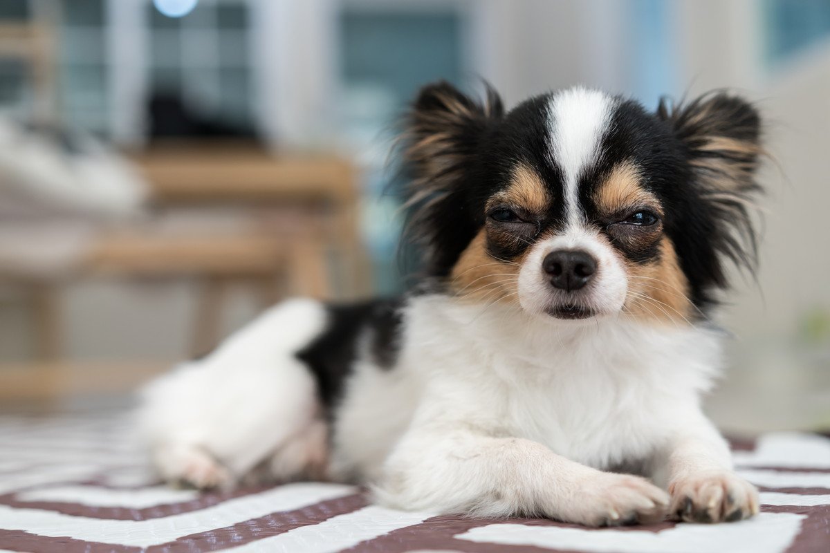 犬が『今にも寝てしまいそうな時』のサイン4つ　愛犬が見せる仕草の理由から注意点まで解説