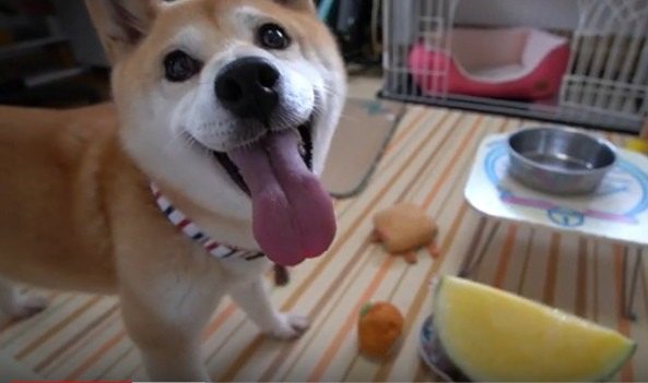 夏の風物詩！スイカに舌鼓をうつ柴犬♪