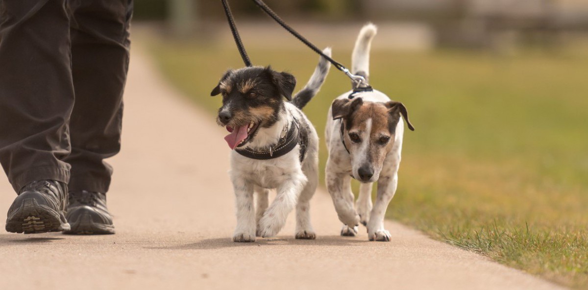 犬にも筋トレが必要？その理由やおすすめの筋トレ方法を解説