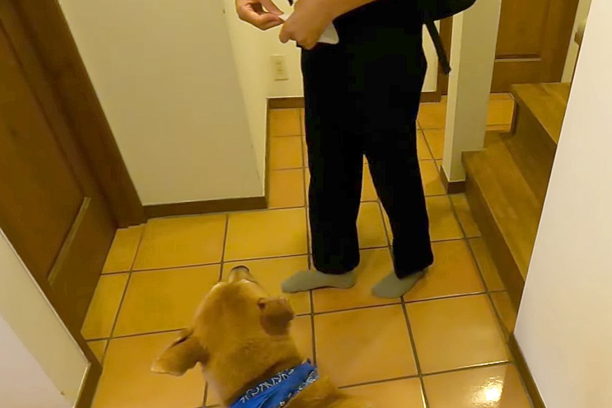 朝、制服を着て玄関にやってきた息子→犬が『夏休みの終わり』を察して…あまりにも切ない『表情』に反響「悲壮感がハンパない」「寂しいね」