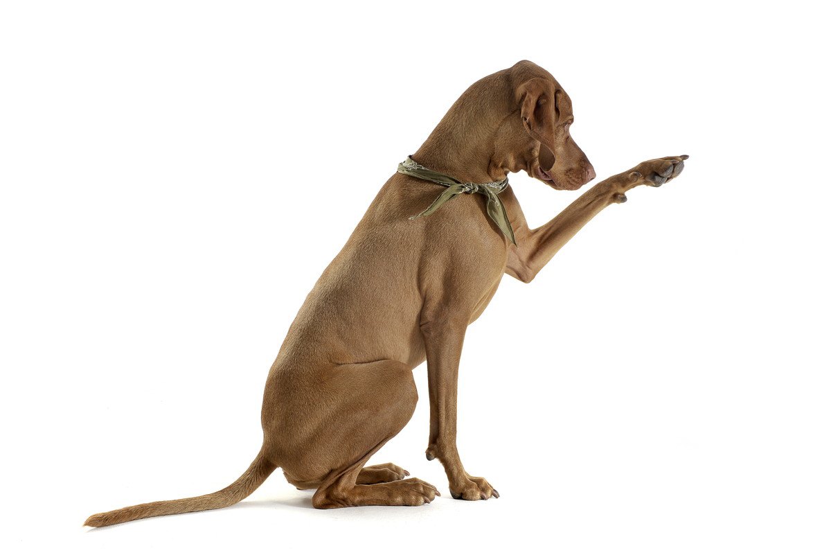 犬の『足の筋肉が衰える』原因２選！考えられる症状と治療法とは