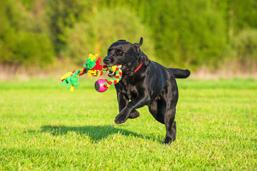 犬の訓練の後に遊びの時間を設けると学習効率がアップ！【研究結果】