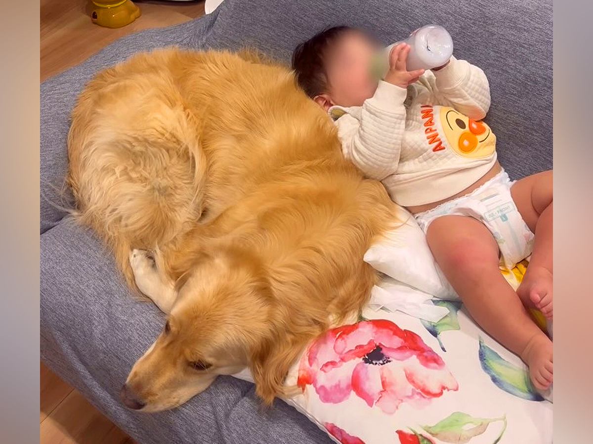 赤ちゃんが『3時間に1回のペースで夜泣き』していたら、大型犬が…頼もしすぎる光景が話題に　優しさ溢れる姿に反響