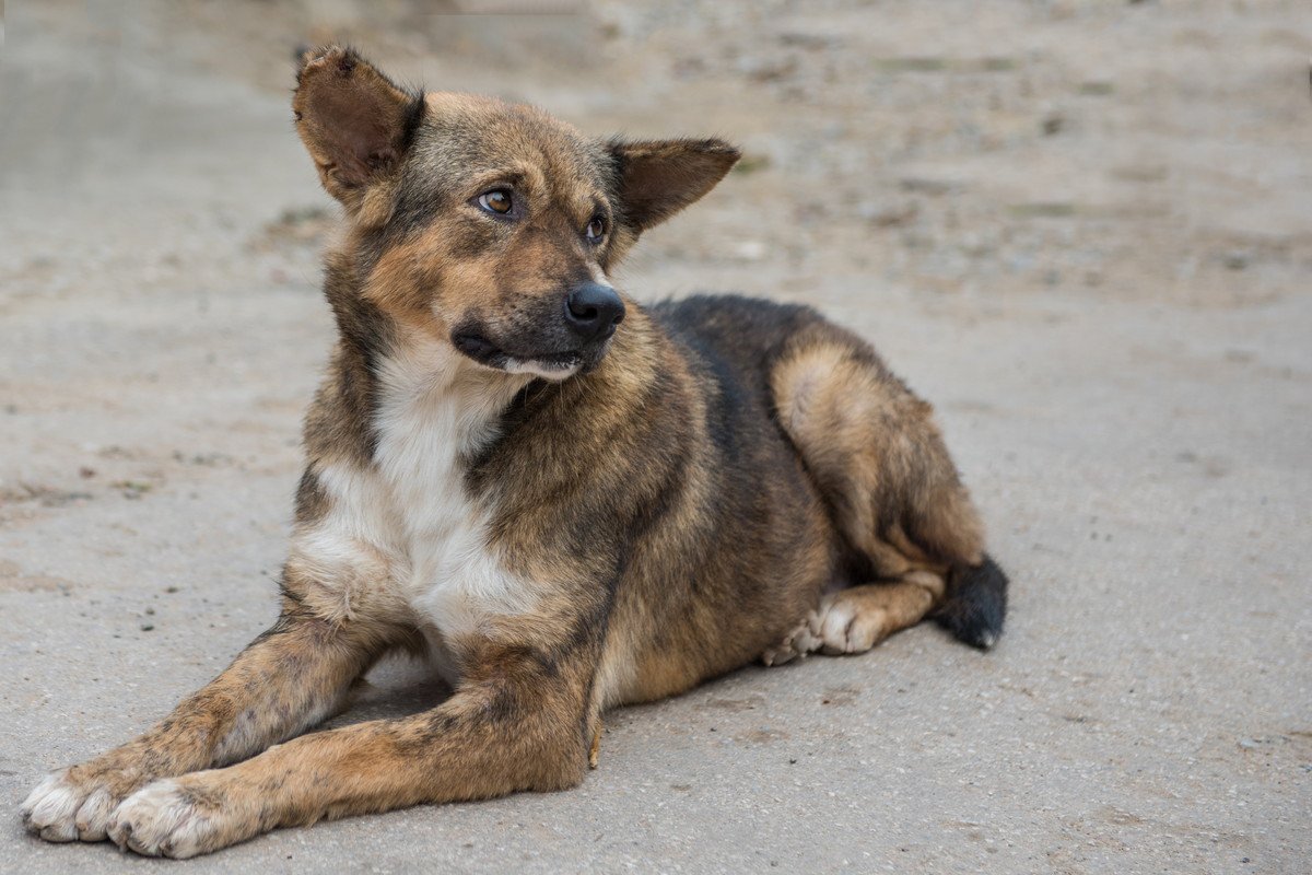 犬が『迷子』になる4つの原因とは？絶対に油断してはいけない理由から対策法まで
