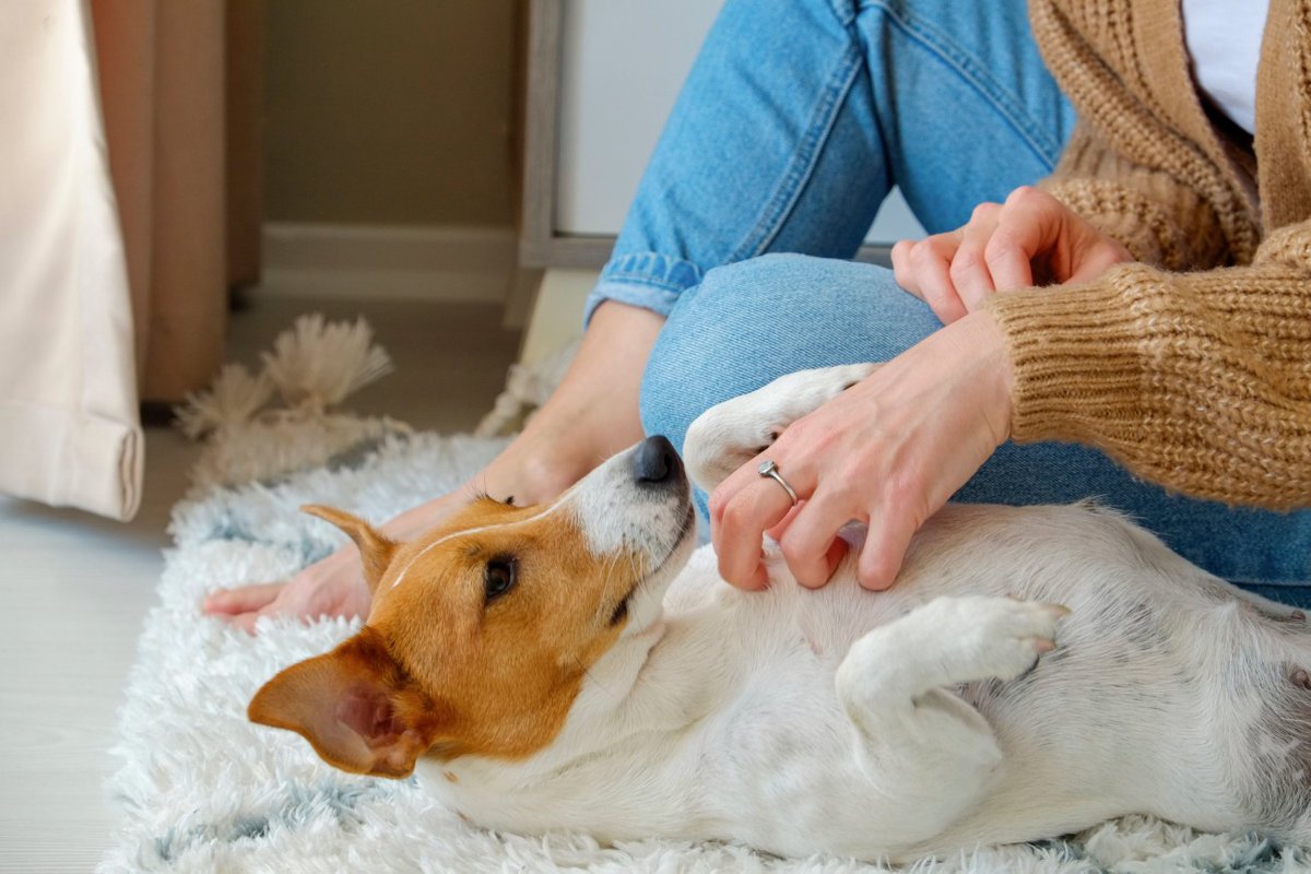 犬が『信頼している』時のサイン5つ　心を許した相手にしかしない仕草や行動とは