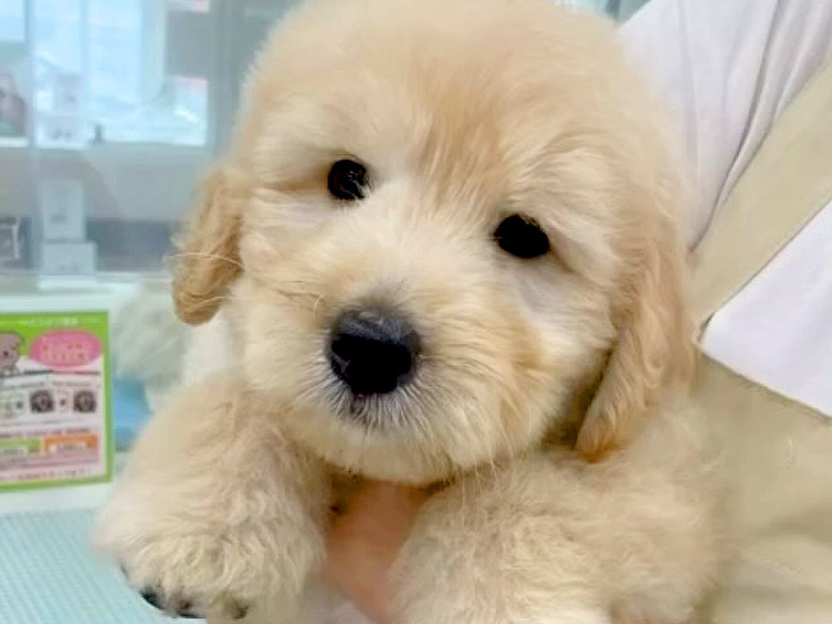 まるでぬいぐるみのような大型犬の赤ちゃんが、6ヵ月後…同じ犬とは思えない『想像以上にビッグになった光景』に「成長がはやい！可愛い」の声