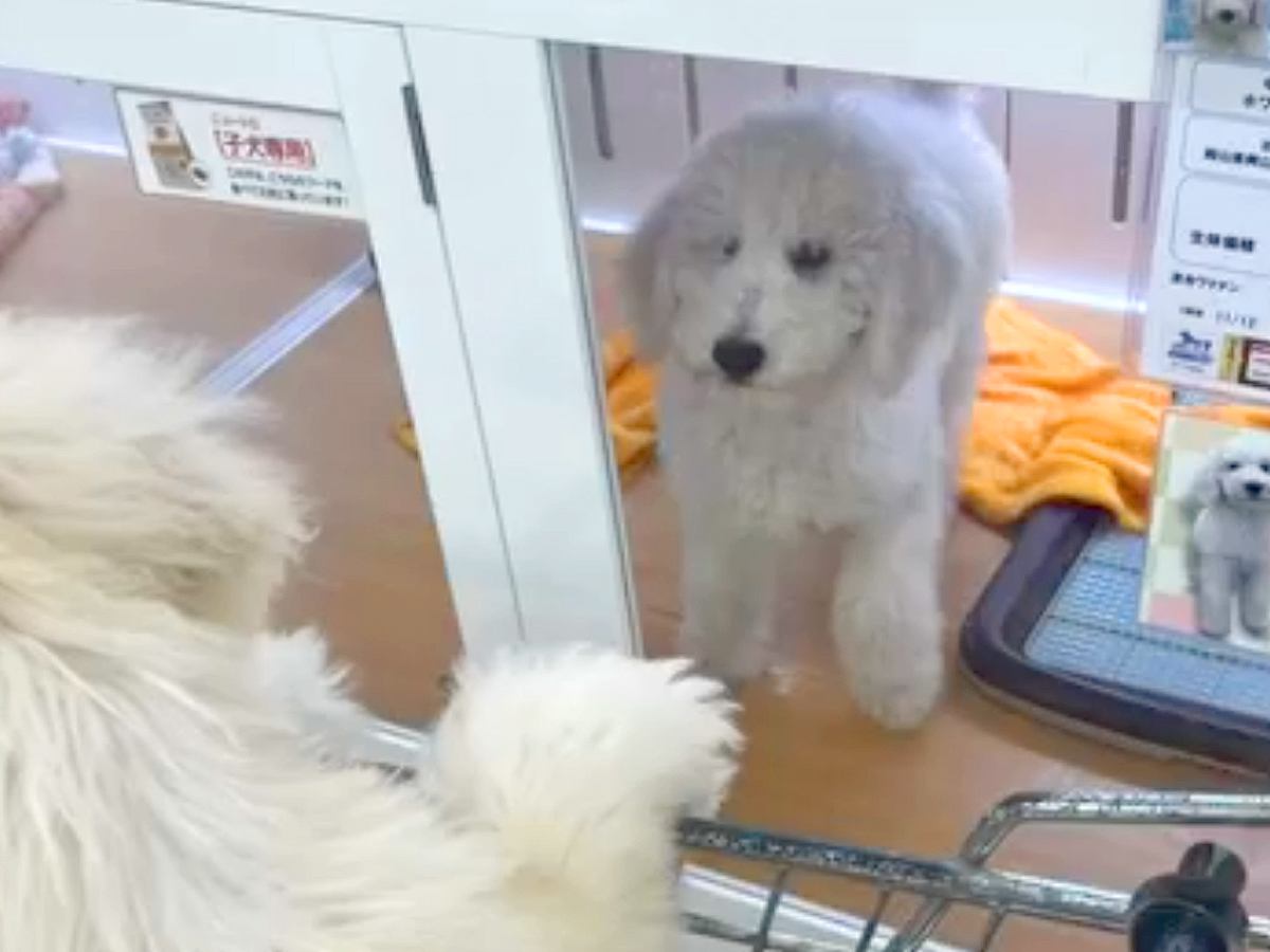 兄妹犬の1匹をお迎え→別の店で『もう1匹』が…涙が止まらない『運命的な再会』と『まさかの展開』が323万再生「奇跡ってあるんだ」「感動」