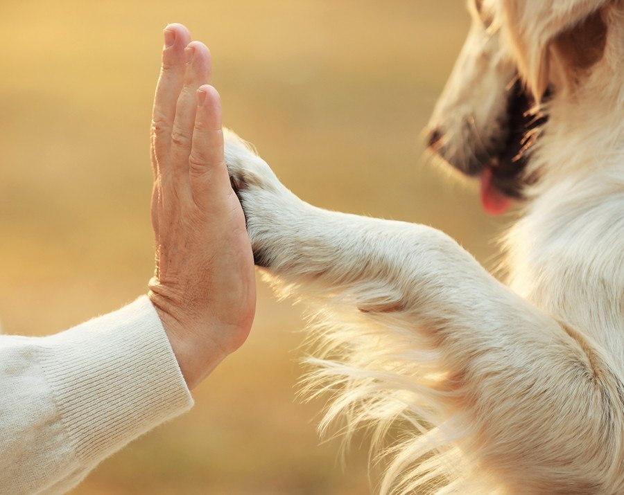 犬が亡くなる前にあなたがするべき『５つのこと』