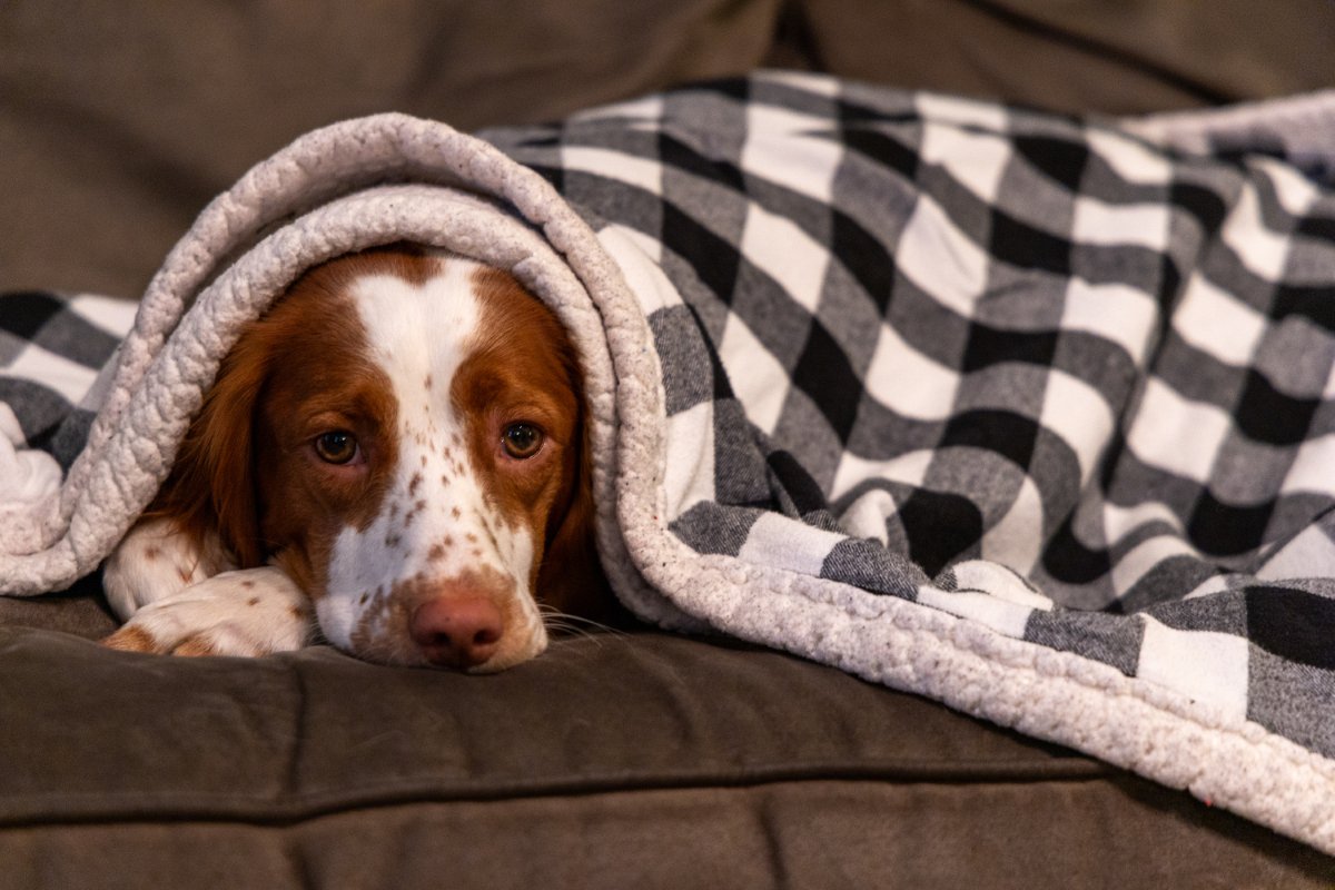 『睡眠不足』の犬がみせるサイン５選　愛犬が安眠できない環境とは？改善策まで