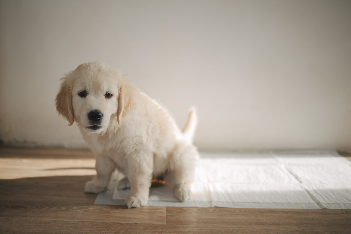 犬が『おしっこをした後』によくする仕草や行動6つ　治療が必要なサインまで