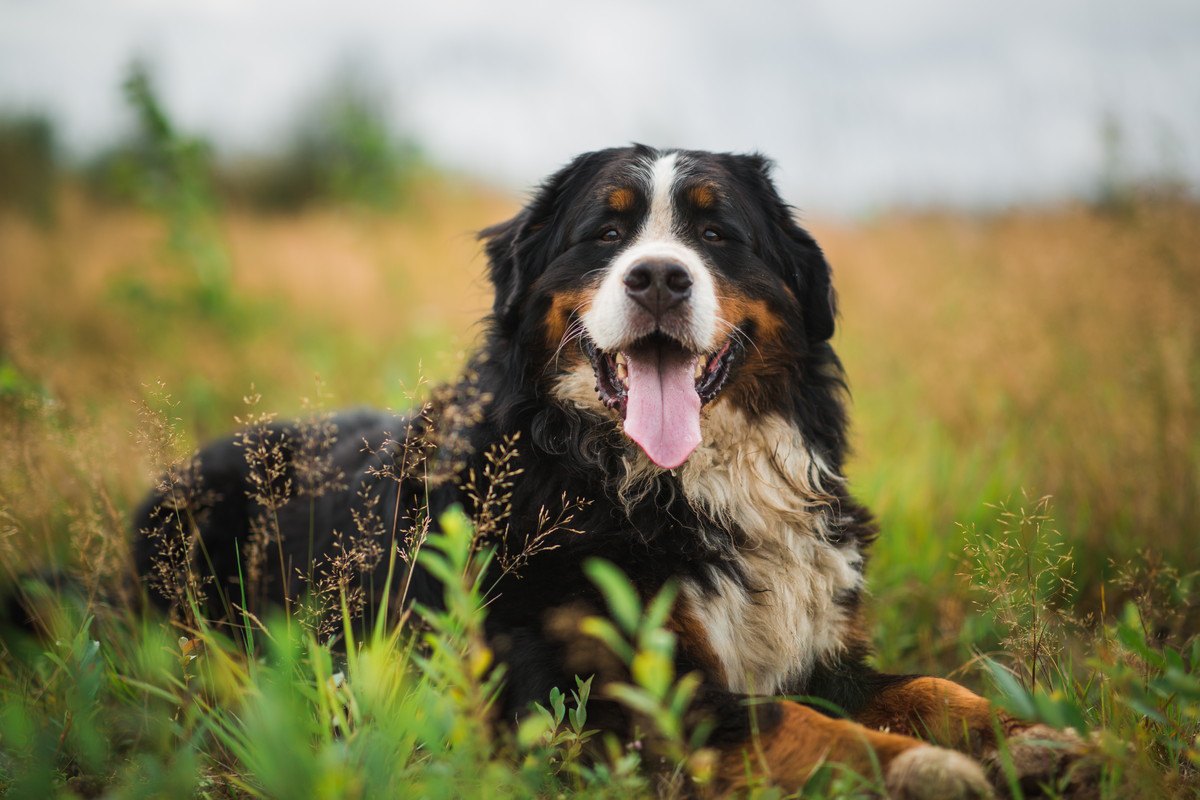 犬が『満足している時』によく見せる仕草４選