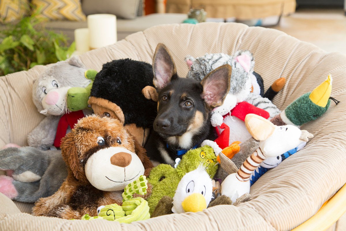 『長年の経験を持つ』犬の飼い主が絶対にしないこと5つ　参考にすべきお世話の基本とは？