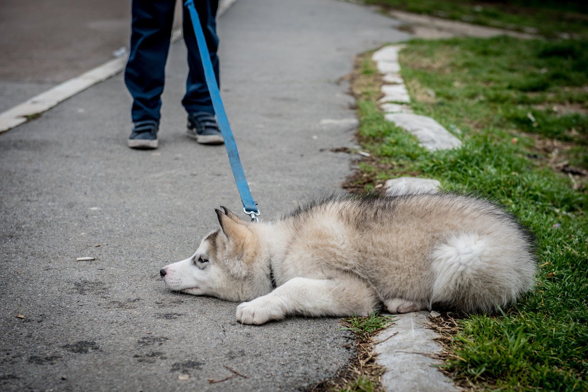 あなたの愛犬はどう？『頑固な犬』がする態度３選