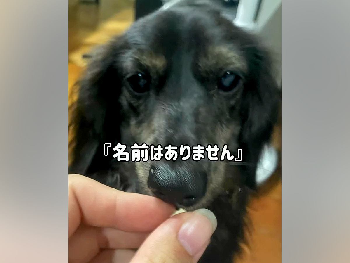 『名前はありません』と言われて引き取った"悪臭を放つ犬"…過去からは想像がつかない『現在までの軌跡』に反響「泣けてきた…」と感動の声