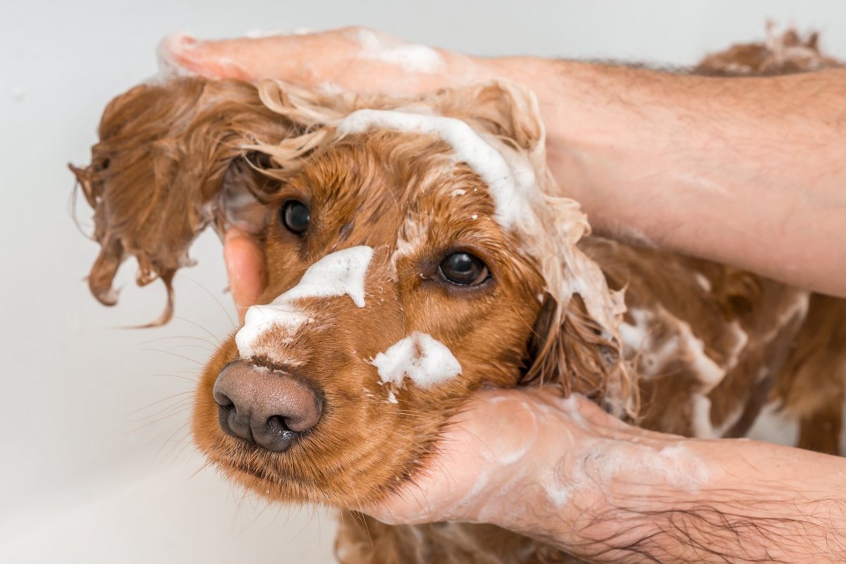 私たちは、犬に頼まれたわけでもないのにシャンプーを強制しています。プロトリマーなら必ず考えて欲しい事