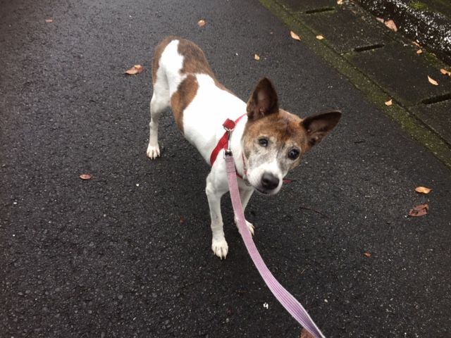 褥瘡が痛々しい老犬を迎え入れ。今は元気に散歩を楽しんでます♪