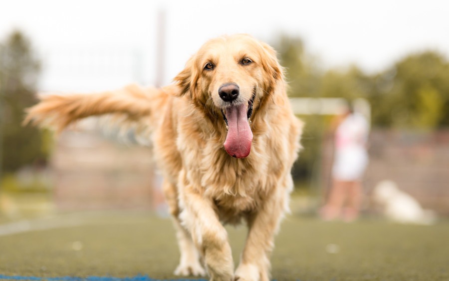 人懐っこいと言われる犬種6選