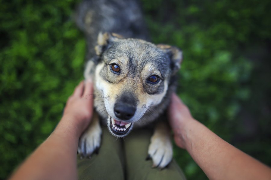 犬にも自分のペースがある！犬との適度な『距離感』を考えてみよう